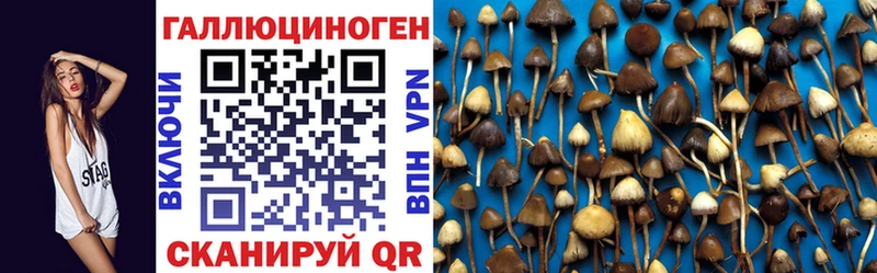 Псилоцибиновые грибы Cubensis  Горячий Ключ 